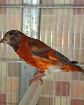 Cardinalini del venezuela