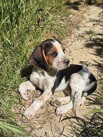 Cuccioli beagle incrocio