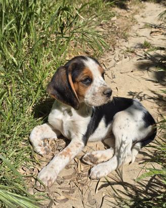 Cuccioli beagle incrocio