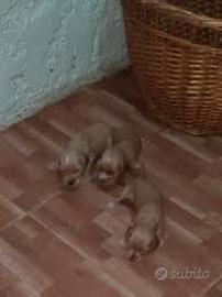 Cocker Spaniel linea Inglese cuccioli