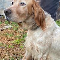 Setter inglese bianco arancio