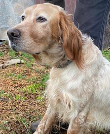 Setter inglese bianco arancio
