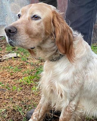 Setter inglese bianco arancio
