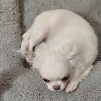 Chihuahua Pedigree