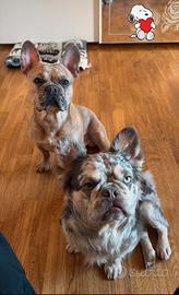 Cuccioli Bulldog Francese Merle