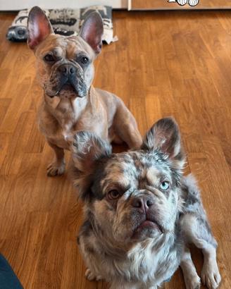 Bulldog Francese Fluffy- Cucciolata Esclusiva