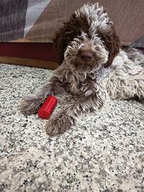 Lagotto Romagnolo