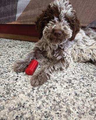 Lagotto Romagnolo