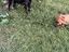 Immagine 2