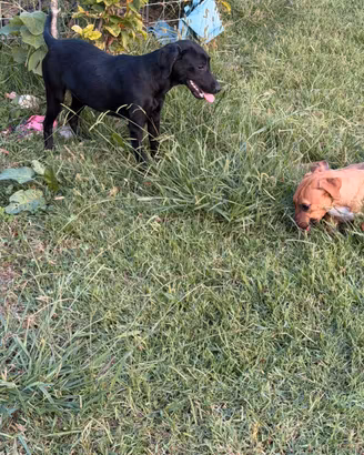 Cucciola di Labrador Retriever