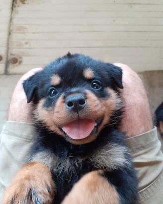 Rottweiler 