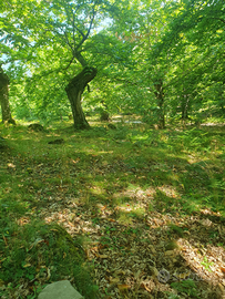 Marroneta con 120 Piante