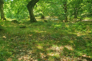 Marroneta con 120 Piante