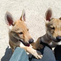 Cuccioli di Lupo Cecoslovacco