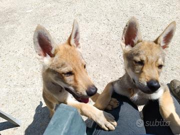 Cuccioli di Lupo Cecoslovacco