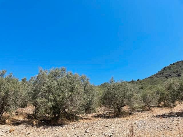 SANT'ANNA ARRESI uliveto con 1500 piante - Vista 4