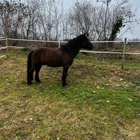 Cavallo croato da tiro