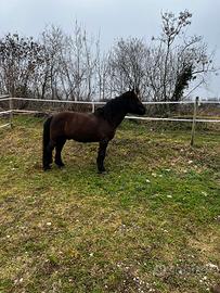 Cavallo croato da tiro