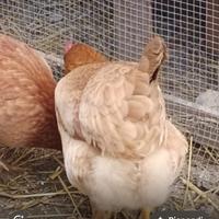 Gallina ovaiola ISA BROWN