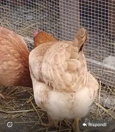 Gallina ovaiola ISA BROWN