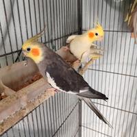 Vedo due coppie di calopsite