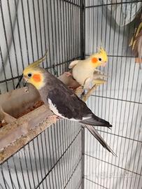 Vedo due coppie di calopsite