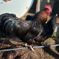 Gallo nero Australorp
