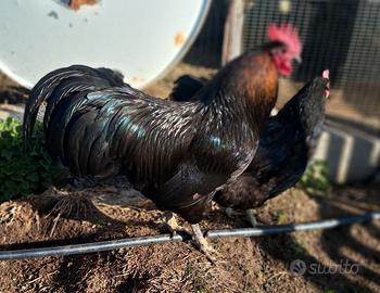 Gallo nero Australorp