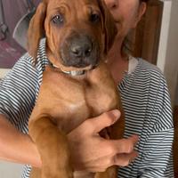 Cuccioli di Rhodesian-Ridgeback