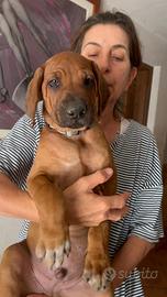 Cuccioli di Rhodesian-Ridgeback