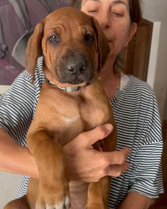 Cuccioli di Rhodesian-Ridgeback
