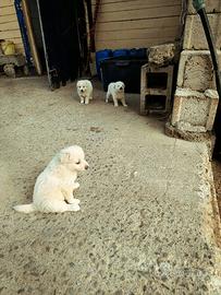 Cuccioli di maremmano