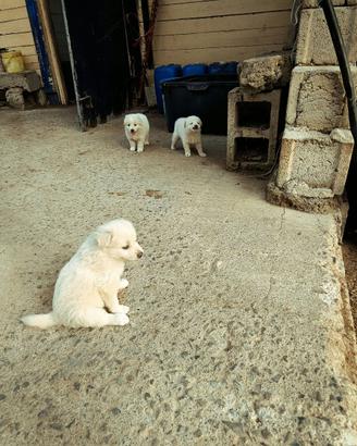 Cuccioli di maremmano