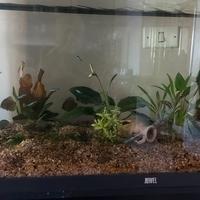 Acquario Juwel
