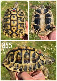 Maschio Testudo hermanni boettgeri tartaruga terra