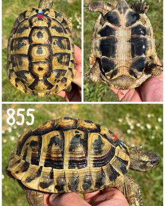 Maschio Testudo hermanni boettgeri tartaruga terra