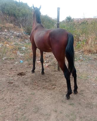 cavallo arabo eta 3 anni