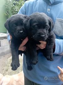 Cuccioli Labrador