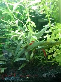 Neocaridina davidi