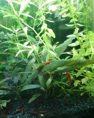 Neocaridina davidi