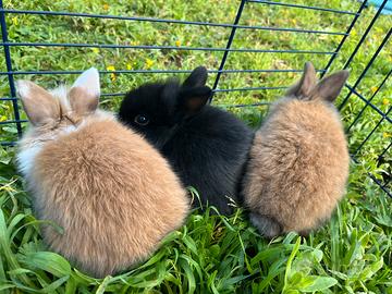 Conigli nani testa di leone