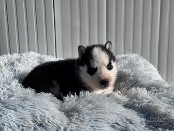 Siberian Husky con pedigree enci