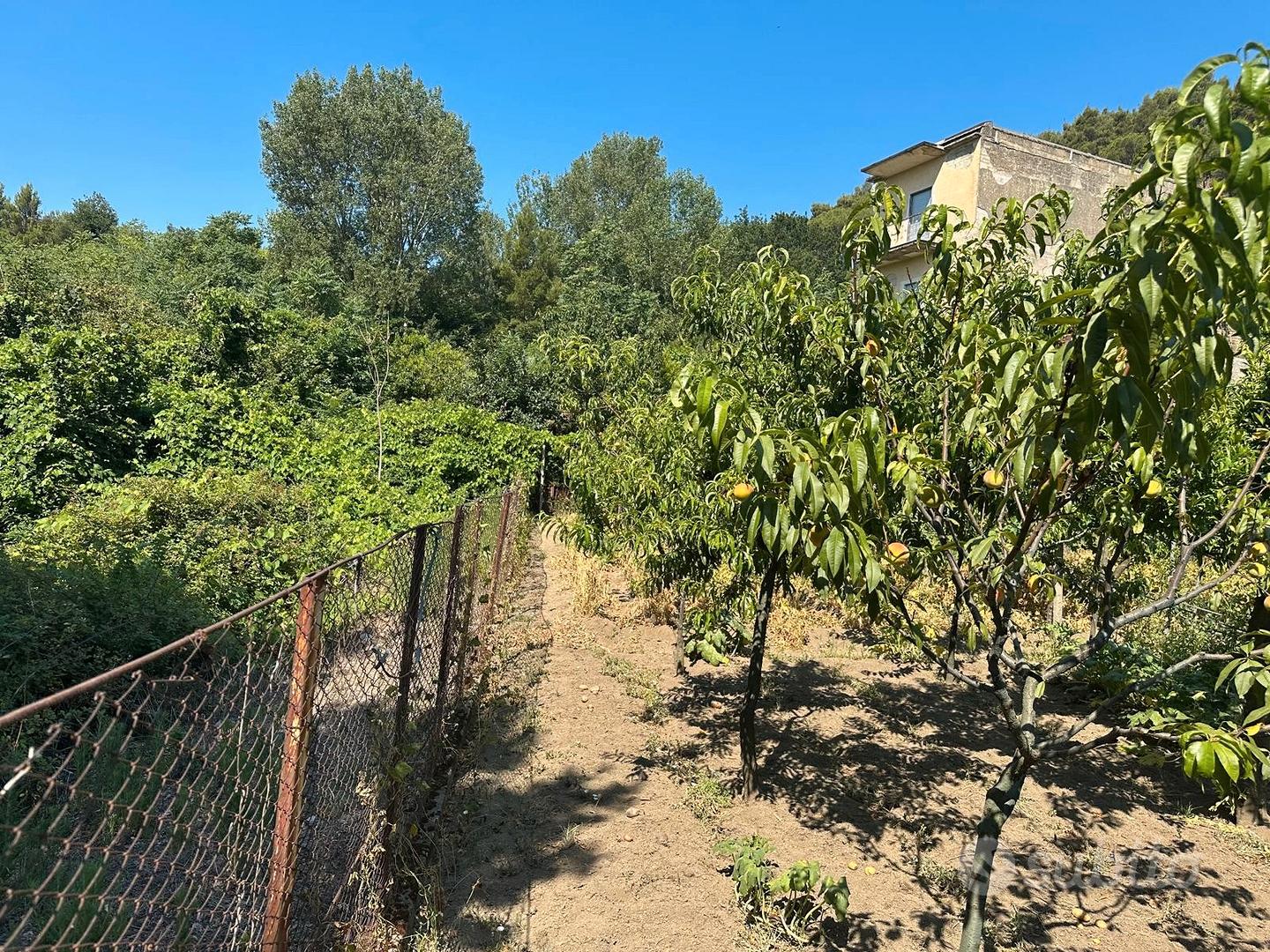 Terreno con deposito agricolo - Siano - Vista 3