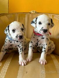 Cuccioli Dalmata (Allevamento Riconosciuto Enci/Fc