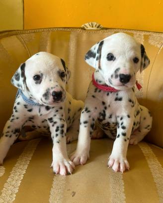Cuccioli Dalmata (Allevamento Riconosciuto Enci/Fc