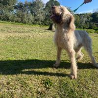 Spinone italiano