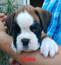 Boxer cucciole