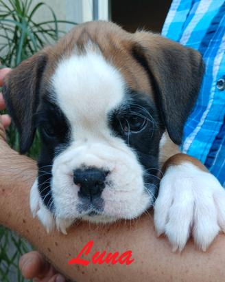 Boxer cucciole