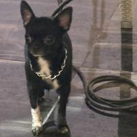 Le chihuahua mini toy con pedigree