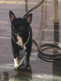 Le chihuahua mini toy con pedigree